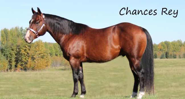 ChancesREy-650x350